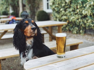 Murph the Cocker Spaniel looking very cool with his pint of lager!
